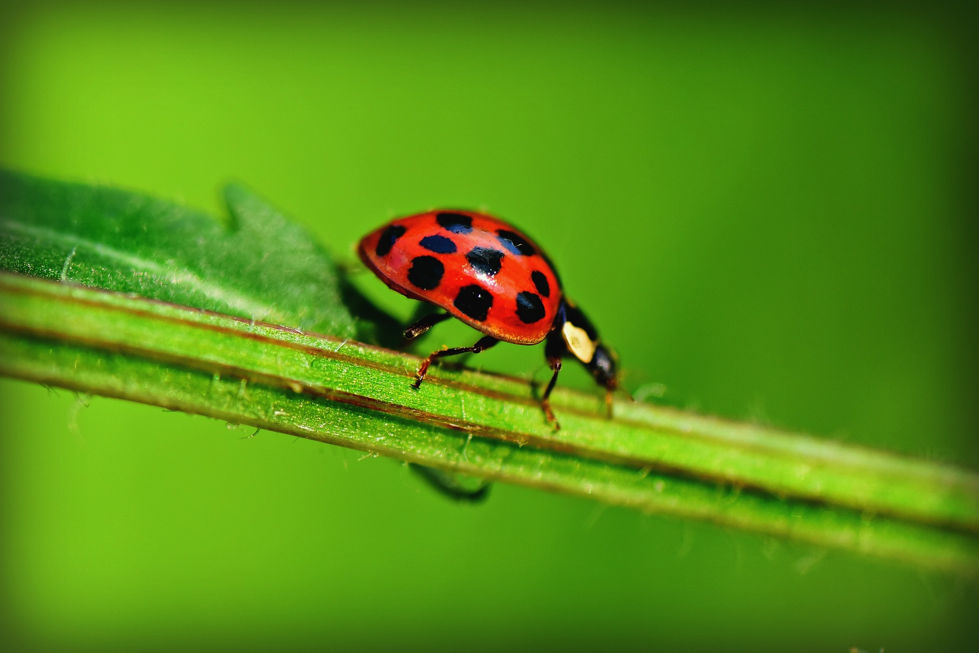 A photo of a ladybird sitting on a stem (this links to the talk because of a &#039;bug' in the stem function).
